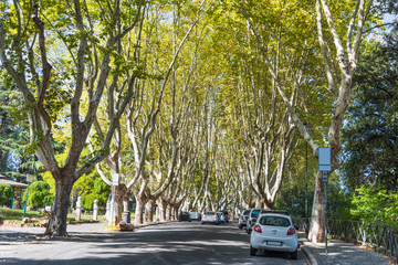 Plane trees in Promenade of the Janiculum