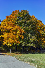Naklejka premium Autumn view with Yellow trees in South Park in city of Sofia, Bulgaria