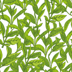seamless pattern with herbs, vector illustration hand-drawn  leaves and branches of tea - 176965223