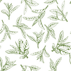 seamless pattern with herbs, vector illustration hand-drawn  leaves and branches of tea