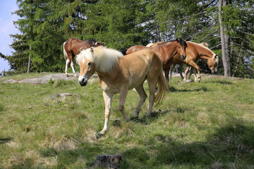 Haflinger Pferde, Gruppe auf Weide, Hafling, Südtirol, Italien, Europa