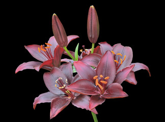 Fototapeta premium Dark-red lilies 6