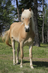 Obraz premium Haflinger Pferd von vorne auf Weide, Hafling, Südtirol, Italien, Europa