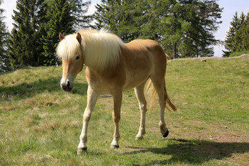 Obraz premium Haflinger Pferd auf Weide, Hafling, Südtirol, Italien, Europa