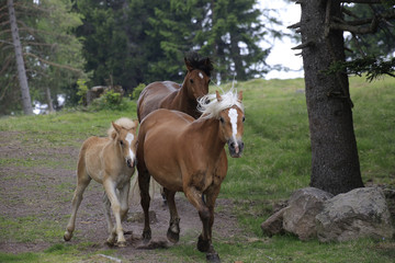 Obraz premium Haflinger mit Fohlen laufen über Weide, Hafling, Südtirol, Italien, Europa