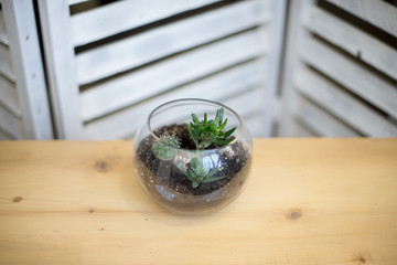 Glass flower pot, form of a dodecahedron with Echeveria and aloe, various succulents in the interior in the aquarium composition of succulent plants in the interior.