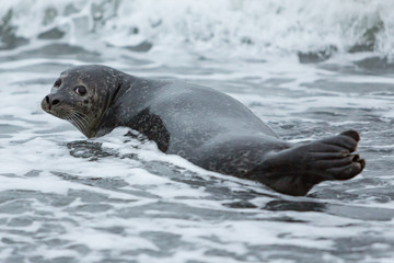 Seal Iceland 3