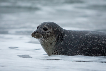 Seal Iceland