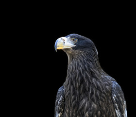 Head of golden eagle bird isolated on white background. Closeup.