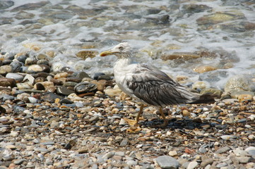 Seagull