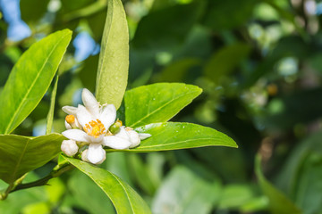 Obraz na płótnie Canvas Lime flowers, lemon blossom on tree.