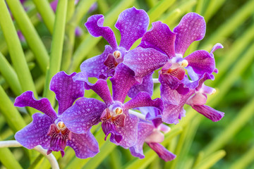 Purple orchid, Mokara.