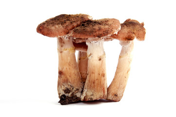 Fototapeta premium Mushrooms isolated on a white background. Food concept.
