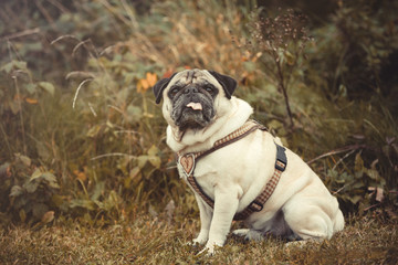 Portrait of a Pug dog outdoors