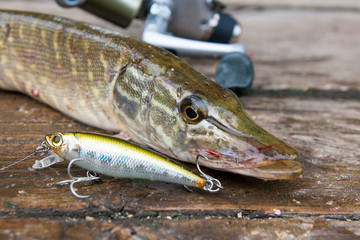 Freshwater pike and fishing equipment lies on wooden background..