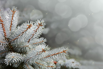 Blue Pine branches isolated on gray.