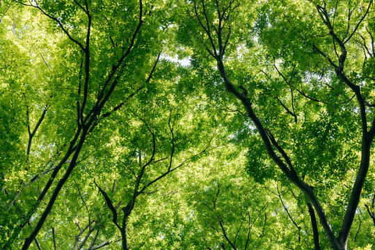 Low angle view of tree canopy in forest