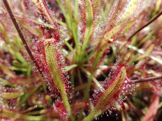 Pianta carnivora drosera