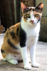 Three-color cats sat looking at something.