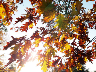Herbst, Blätter im Gegenlicht