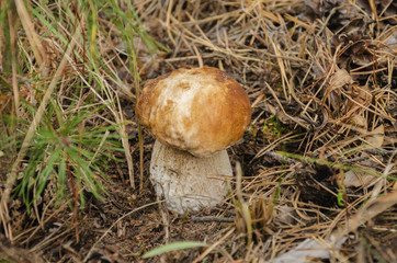 beautiful edible mushroom