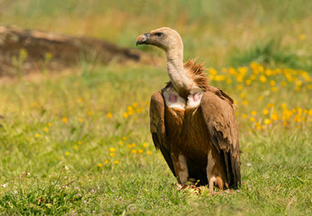 Portrait of a young vulture