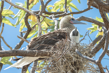 Red-footed Booby, mother hatching baby, beautiful exotic birds in an atoll in French Polynesia 

