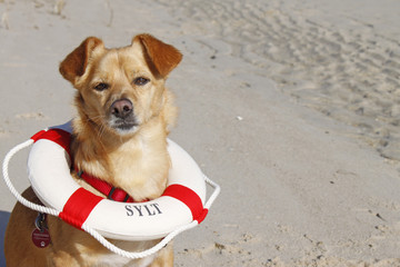 kleiner Hund mit Rettungsring