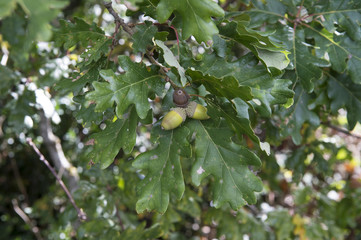 foret severac le chateau automne