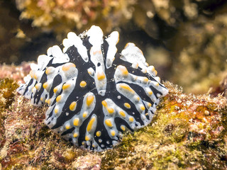 coral reef Phyllidia varicosa