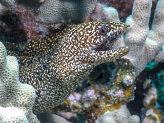 coral reef morey eel