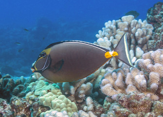 coral reef unicornfish