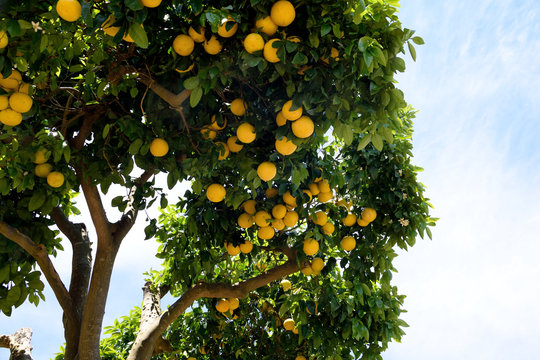 Fototapeta Grapefruit tree - Citrus X paradisi.  