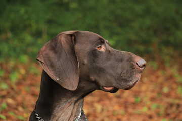 German Shorthaired Pointer