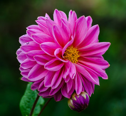 Obraz premium dahlias