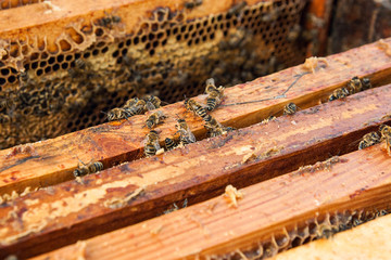 Close up view of the bees swarming on a honeycomb.