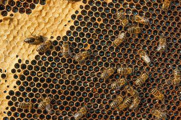 View of the working bees on the honeycomb with sweet honey.