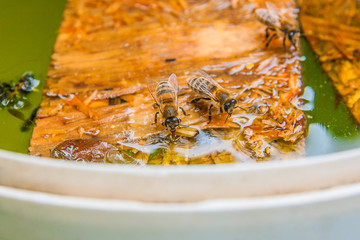Bees drinking water on the wooden plank at the summer.
