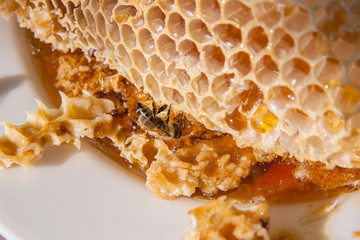 Close up view of the working bee on the honeycomb with sweet honey. Sweet honey in the white plate...