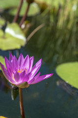 Purple lotus