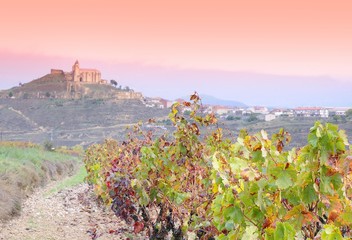 Vineyards in La Rioja, Spain..