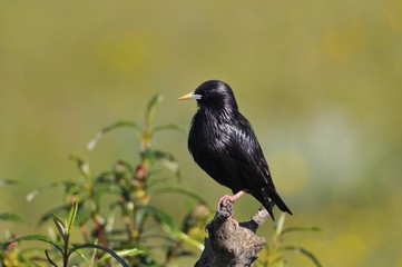 Spotless starling perched on a branch.