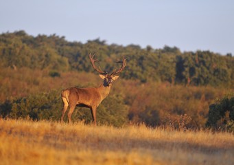A adult red deer stag.