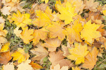 Naklejka na ściany i meble Autumn fallen leaves on the grass