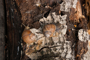 Two Burgundy snails (Helix, Roman snail, edible snail, escargot) crawling on the trunk of old aspen tree. .
