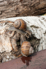 Two big Burgundy snails (Helix, Roman snail, edible snail, escargot) crawling on the trunk of old birch tree. .