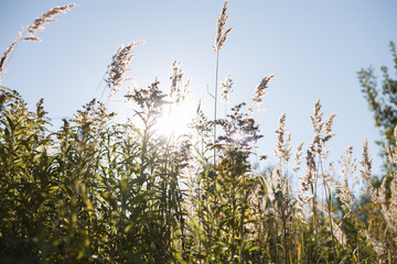 Green grass  and clear blue sky flooded in the sunlight