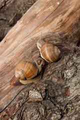 Two Burgundy snails (Helix, Roman snail, edible snail, escargot) crawling on the trunk of old aspen tree. .