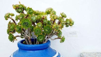 Europe's Secret Islands/Green flowers in a blue jar.