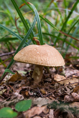 Porcini mushroom grows on the forest floor at autumn season..